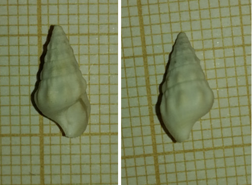 Cerithium?